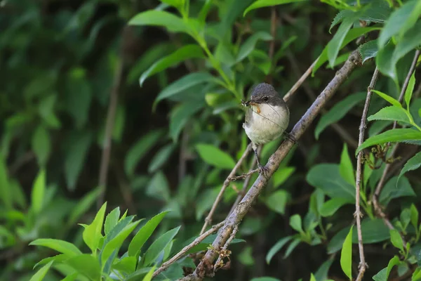 Foto Cerca Curruca Con Pico Lleno Insectos Pájaro Cantor Hábitat — Foto de Stock