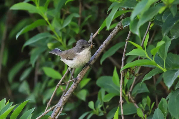 Foto Cerca Curruca Con Pico Lleno Insectos Pájaro Cantor Hábitat —  Fotos de Stock