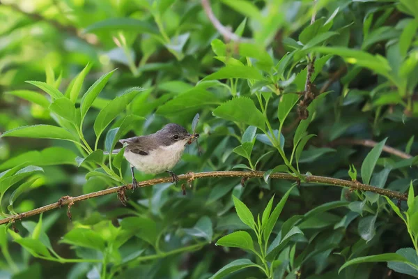 Close Foto Van Een Warbler Met Een Snavel Vol Insecten — Stockfoto