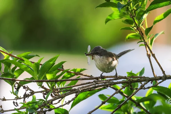Detailní Záběr Bubeníka Zobákem Plným Hmyzu Songbird Přírodním Prostředí Menší — Stock fotografie