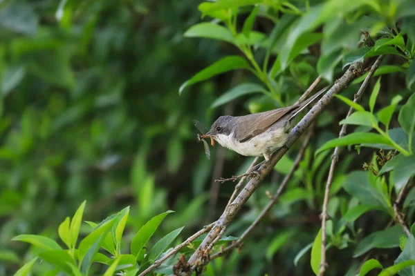 Foto Cerca Curruca Con Pico Lleno Insectos Pájaro Cantor Hábitat — Foto de Stock