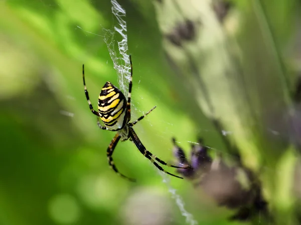 Ein Wespenspinnenweibchen Natürlicher Umgebung Argiope Bruennichi — Stockfoto