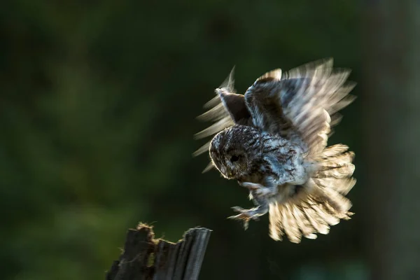 イマージョンだ フクロウの非常に遅い着陸は1枚の写真で捉えられています 運動中の翼は朝の太陽によって輝きます 緑の森の中立的な背景 Tawny Owl Strix Aluco — ストック写真