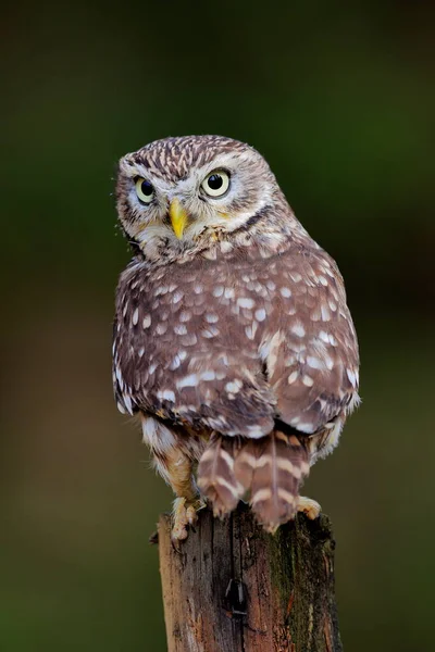 Close Portrait Brown Owl Shining Yellow Eyes Yellow Beak Little — Stock Photo, Image