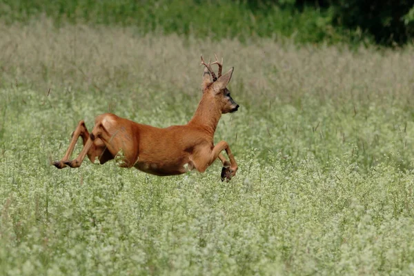 Young roe in a dynamic pose jumping over a meadow full of white flowers. Roe deer, Capreolus capreolus.