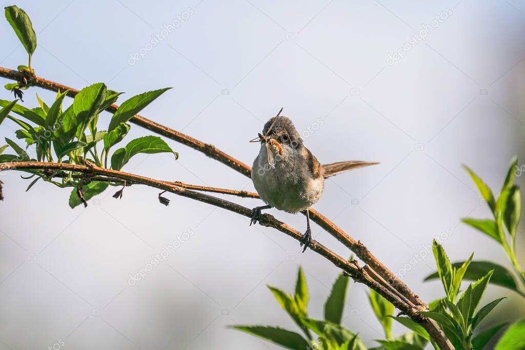 Close-up photo of a warbler with a beak full of insects. Songbird in natural habitat. Lesser whitethroat, Sylvia curruca