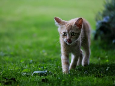 Şirin paslı kedi yavrusunun yakın plan portresi. Felis Silvestris F. catus.