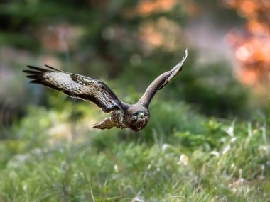 Kahverengi yırtıcı kuşun yakın plan portresi renkli ormanın arka planındaki bir kameraya doğru uçuyor. Sıradan akbaba, Buteo buteo