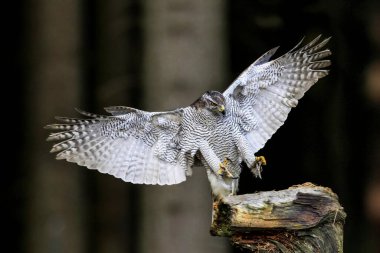 Yırtıcı kuş karanlık bir ormana iniyor. Yakın plan portre. Goshawk, Accipiter gentilis