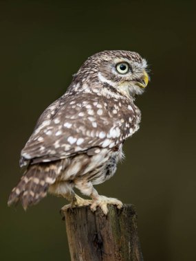 Parlak sarı gözlü ve sarı gagalı kahverengi baykuş portresi. Küçük Baykuş, Athene Noctua.