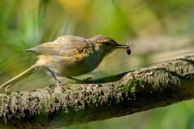 Arka ışıktaki yeşil çalılıklarda bulunan ortak Chiffchaff 'ın yakın plan portresi. Phylloscopus Collybita.