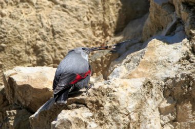 Dağ uçan mücevheri, bir kayanın üzerine atlamak, böcekleri ve diğer böcekleri aramak. Kırmızı kanatlı gri kuş. Palava Hills, Çek Cumhuriyeti. Duvarcı, Tichodroma Muraria.