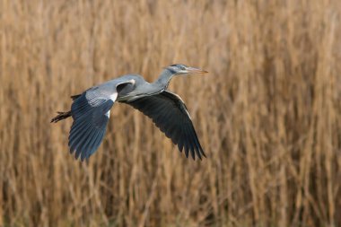 Gri balıkçıl sazlıkların arka planında uçarken çekilmiş yakın plan fotoğrafı. Gri Heron, Adrea Cinerea.