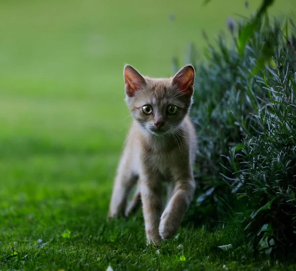 Крупним Планом Милий Іржавий Кошеня Felis Gravestris Catus Укр — стокове фото