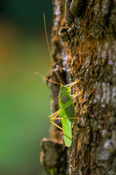 Büyük Yeşil Çalı Cırcırböceğinin Muhteşem Bir Işıkla Ağaç Gövdesinde Oturduğu — Stok fotoğraf
