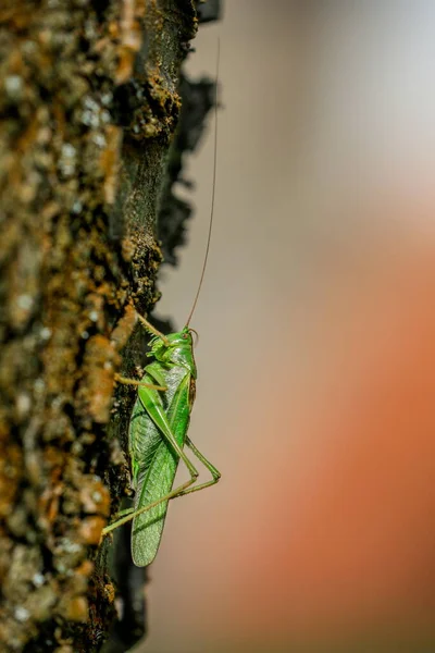 在壮观的灯光下 大绿树蟋蟀坐在树干上的特写照片 Tettigonia Viridissima — 图库照片