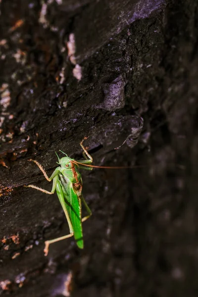 Foto Close Grande Arbusto Grilo Verde Sentado Tronco Árvore Iluminação — Fotografia de Stock