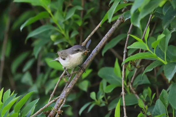 昆虫でいっぱいのくちばしを持つウグイスのクローズアップ写真 自然の生息地でのソングバード 少ないホワイトスロート シルビア クルカ — ストック写真