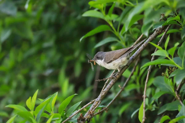 Nahaufnahme Einer Grasmücke Mit Einem Schnabel Voller Insekten Singvögel Natürlichem — Stockfoto