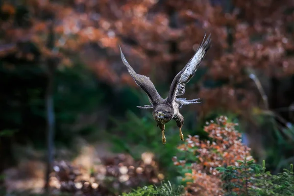 Gros Plan Portrait Oiseau Proie Brun Volant Directement Vers Une — Photo