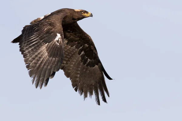 獲物の偉大な強力な鳥ステップイーグル アクィラ ニパレンシス 中立的な背景でダイナミックなポーズで飛んで — ストック写真