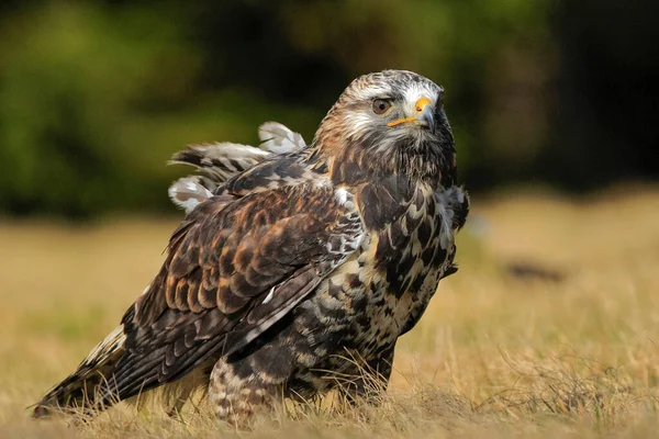 Nahaufnahme Von Mäusebussard Raubeiniger Mäusebussard Buteo Lagopus — Stockfoto