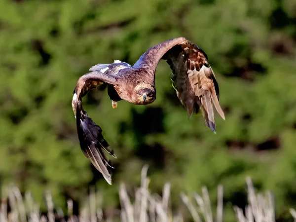 Gran Pájaro Presa Steppe Eagle Aquila Nipalensis Volando Sobre Hierba — Foto de Stock