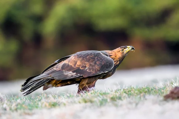 Retrato Cerca Águila Dorada Entorno Natural Aquila Chrysaetos — Foto de Stock