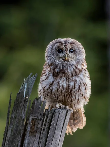 緑の森の中の中立的な背景には 朝の日差しをバックライトに美しいフクロウのクローズアップ肖像画 Tawny Owl Strix Aluco — ストック写真