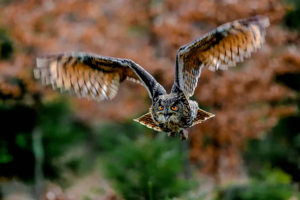 올빼미가 통과하여 나무들의 배경에 사진사에게 날아가고 유라시아 독수리 올빼미 — 스톡 사진