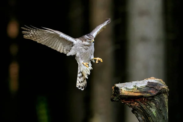 Pássaro Rapina Aterrar Numa Floresta Escura Retrato Close Goshawk Accipiter — Fotografia de Stock