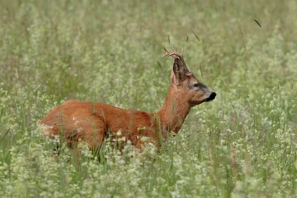 Young roe in a dynamic pose jumping over a meadow full of white flowers. Roe deer, Capreolus capreolus.