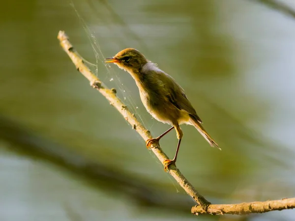 Retrato Cerca Common Chiffchaff Arbusto Verde Contraluz Phylloscopus Collybita — Foto de Stock