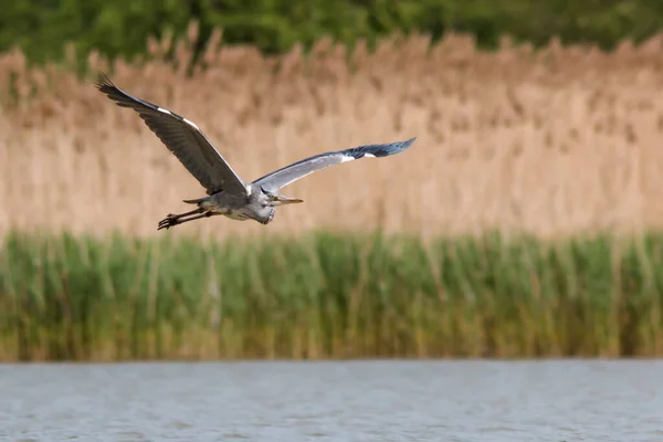 Close Photo Grey Heron Flying Neutral Bacground Reeds Grey Heron — Stock Photo, Image