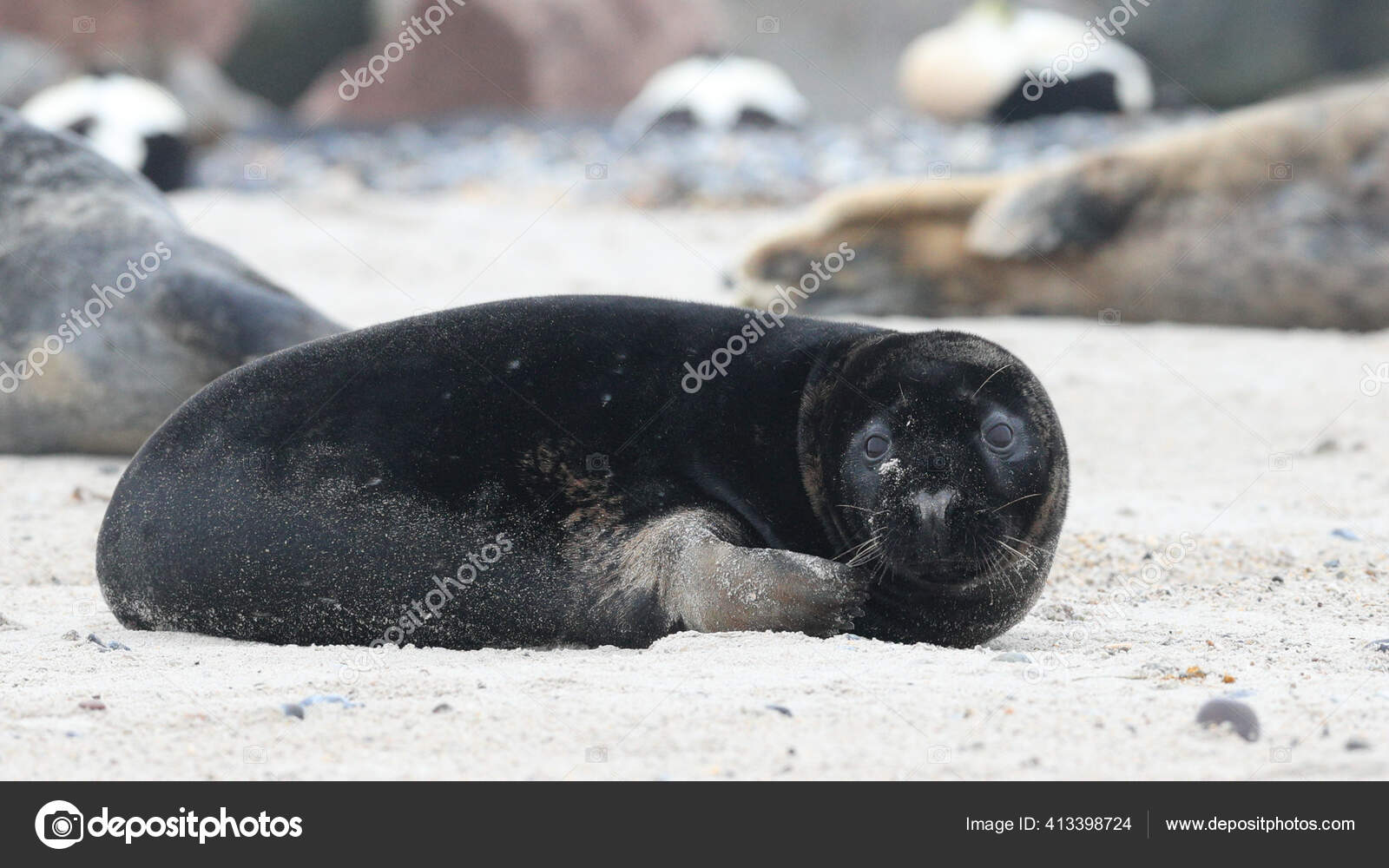 Atlantic Seal Halichoerus Grypus Atlantica Meaning Hooked Nosed Sea Pig Stock Photo Image By C Danieldunca Atlantic Seal Halichoerus Grypus Atlantica Meaning Hooked Nosed Sea Pig Stock Photo Image By C Danieldunca