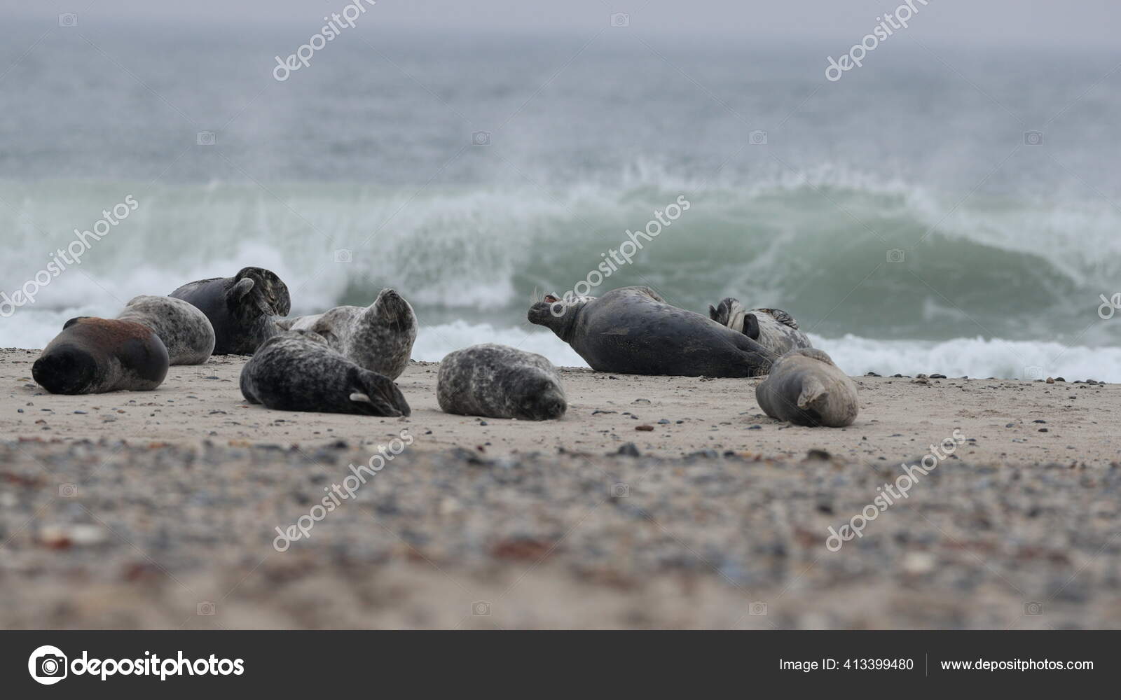 Atlantic Seal Halichoerus Grypus Atlantica Meaning Hooked Nosed Sea Pig Stock Photo Image By C Danieldunca Atlantic Seal Halichoerus Grypus Atlantica Meaning Hooked Nosed Sea Pig Stock Photo Image By C Danieldunca