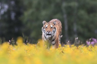 Dünyanın en büyük kedisi, Sibirya kaplanı, Panthera Tigris Altaica, sarı çiçeklerle dolu bir çayır boyunca kameraya doğru koşuyor. Doğanın en iyi yırtıcısının empresyonist sahnesi..