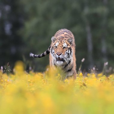 Dünyanın en büyük kedisi, Sibirya kaplanı, Panthera Tigris Altaica, sarı çiçeklerle dolu bir çayır boyunca kameraya doğru koşuyor. Doğanın en iyi yırtıcısının empresyonist sahnesi..