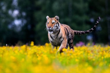 Dünyanın en büyük kedisi, Sibirya kaplanı, Panthera Tigris Altaica, sarı çiçeklerle dolu bir çayır boyunca kameraya doğru koşuyor. Doğanın en iyi yırtıcısının empresyonist sahnesi..