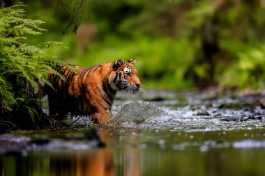 Dünyanın en büyük kedisi, Sibirya kaplanı, yeşil bir ormanın ortasında bir derede avlanır. Doğal ortamdaki en yırtıcı hayvan. Panthera Tigris Altaica.