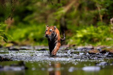 Dünyanın en büyük kedisi, Sibirya kaplanı, yeşil bir ormanın ortasında bir derede avlanır. Doğal ortamdaki en yırtıcı hayvan. Panthera Tigris Altaica.