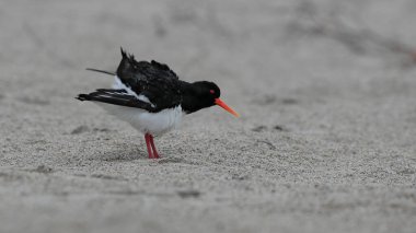 Sahilde uzun turuncu gagalı siyah-beyaz yağmurluk portresi. Avrasya istiridye yakalayıcısı, Haematopus ostralegus.