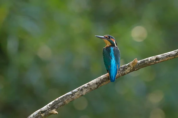Retrato Close Kingfisher Espreita Galho Contra Fundo Arbustos Verdes Jóia — Fotografia de Stock