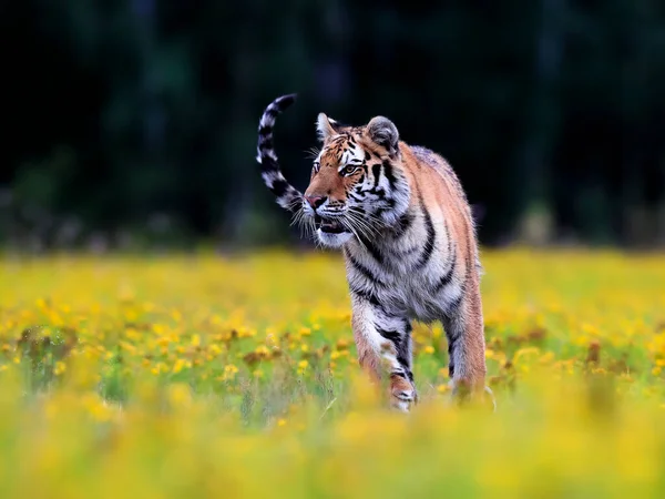 Dünyanın Büyük Kedisi Sibirya Kaplanı Panthera Tigris Altaica Sarı Çiçeklerle — Stok fotoğraf