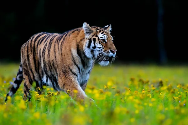 世界上最大的猫 西伯利亚虎 Panthera Tigris Altaica 穿过一片布满黄色花朵的草地 径直奔向摄像机 自然界中顶级掠食者的印象主义场景 — 图库照片