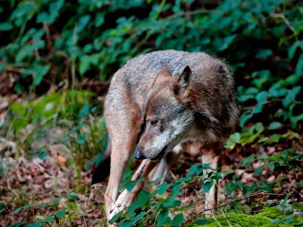 Közelkép Farkasról Egy Zöld Erdő Természetes Környezetében Európai Szürke Farkas — Stock Fotó