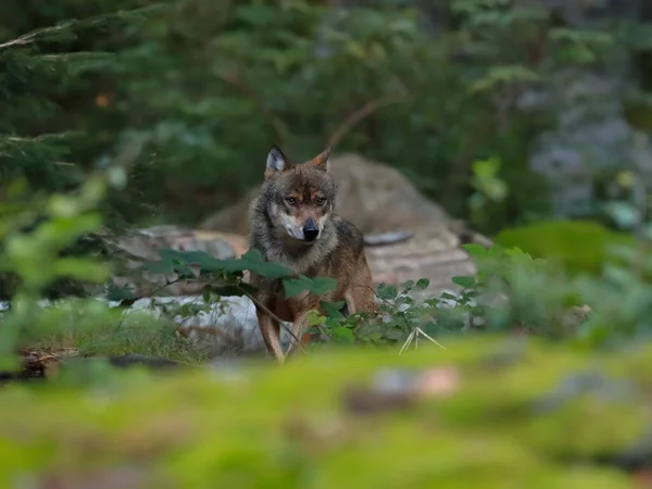 Close Portret Van Wolf Een Natuurlijke Omgeving Van Een Groen — Stockfoto