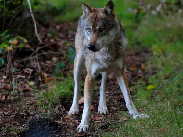 환경에서 늑대의 Canis Lupus — 스톡 사진