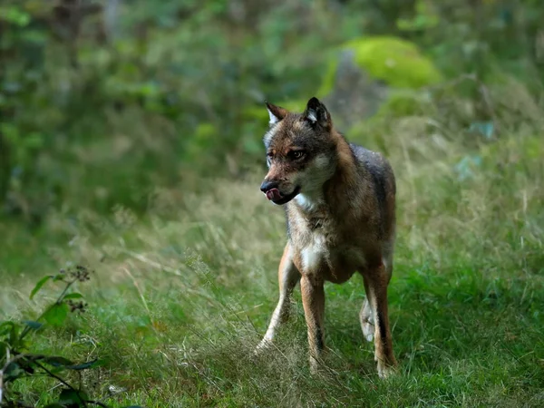 Gros Plan Portrait Loup Dans Environnement Naturel Forêt Verte Loup — Photo