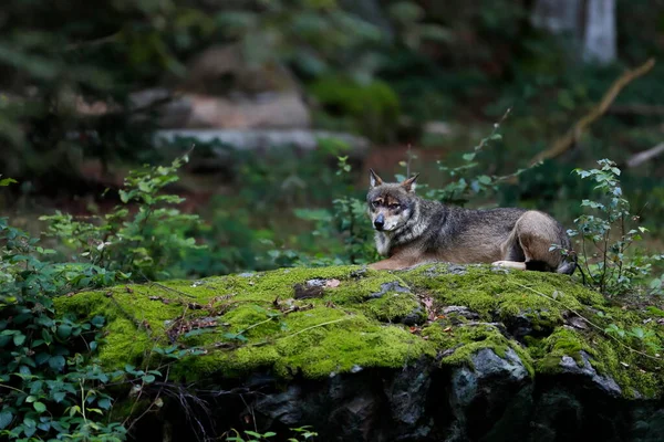 Gros Plan Portrait Loup Dans Environnement Naturel Forêt Verte Loup — Photo